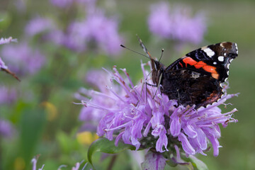 Small butterfly on lilac flower