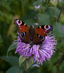 Orange butterfly with eyes on its wings sitting on purple flower
