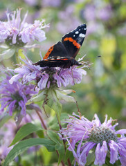 Orange and black butterfly sitting on bergamont flower