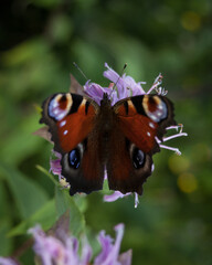 Closeup on small orange butterfly on flower