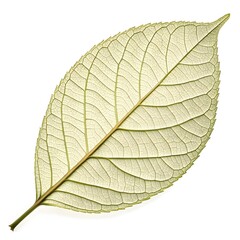 Wood Apple Leaf Elegant Herbal Foliage with Glossy Green Trifoliate Form Exotic Botanical Beauty Fresh Organic Still Life Natural Wellness and Vitality on White Background