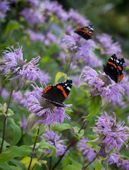 Butterflies sitting on lilac flowers