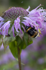 Small black and yellow bumblebee in the garden