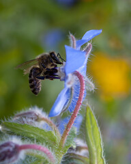 Big bee eating from blue flower