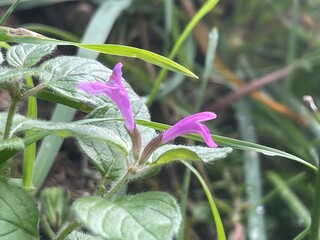 Ballade dans le vercors &agrave; Villard de lans en france