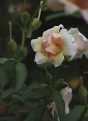 Small beautiful flower in the garden