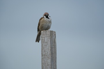 Eurasian Tree Sparrow on a fence in Taipei, Taiwan