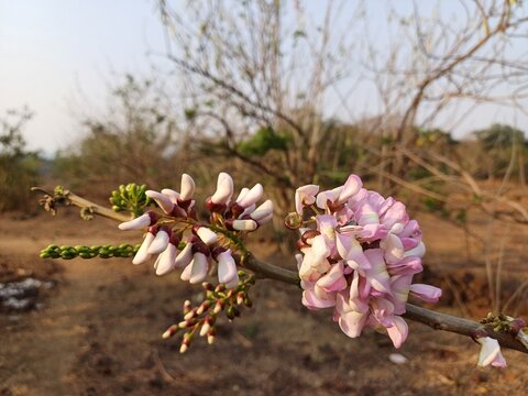pink magnolia flowers, Gliricidia sepium flowers.