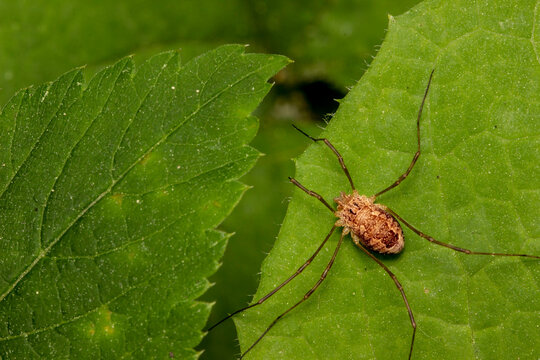 a haymaker spider on a green leaf with children. colorful macro photography. close-up. natural light. space for the text. blurred background with highlights. bokeh.