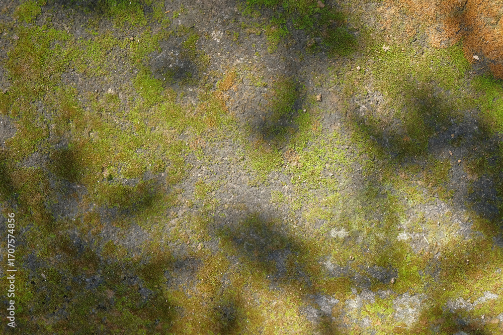 Poster background pattern and texture of leaf shadows on a mossy floor. for graphic design, 3d rendering an