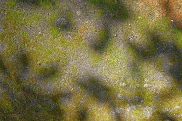 Background pattern and texture of leaf shadows on a mossy floor. For graphic design, 3D rendering and banner backgrounds