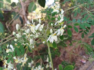 Moringa flowers, Moringa flowers in spring.