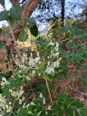 Moringa flowers, Moringa flowers in spring.