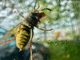 Closeup of wasp on glass with blurred background