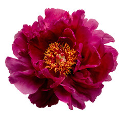 Peony Flower png