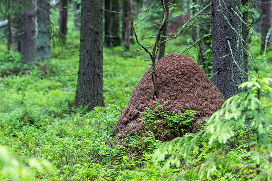 an anthill in the forest . colorful photo of wildlife. close-up. forest landscape.