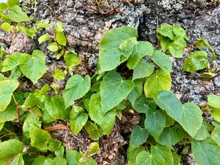 Close up of green ivy leaves sprouting on rough tree bark in natural environment