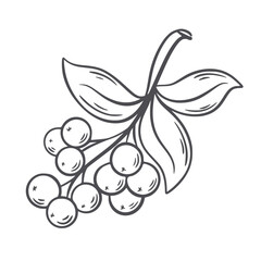 Fototapeta premium Ink sketch of branch with berries and leaves. Plucked berry twig with foliage hand drawn clip art illustration. Nature element, forest ripe berries icon, vector