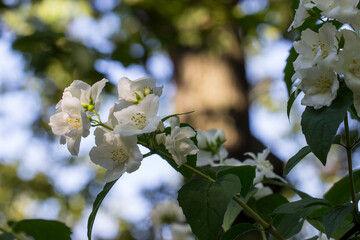 white jasmine. colorful photo of a flower in its natural habitat. close-up. blurred background with highlights and bokeh.