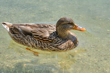 Close-up photo of a wild duck swimming gracefully in a lake.
