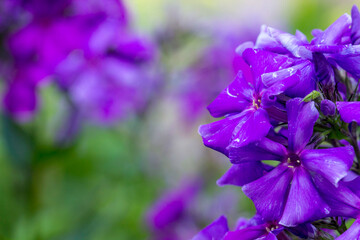 purple phlox flowers on a blurred background with highlights and bokeh. colorful flower macro photo. space for text. beautiful screensaver. close-up.