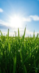 Obraz premium Sun-Kissed Blades of Grass: Capturing a sunlit field of vibrant green blades of grass, adorned with glistening droplets, with a crystal-clear blue sky background. 