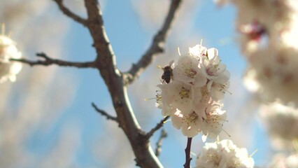 Bee collecting nectar from blooming apple branch - spring macro shot