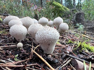 mushrooms in the forest