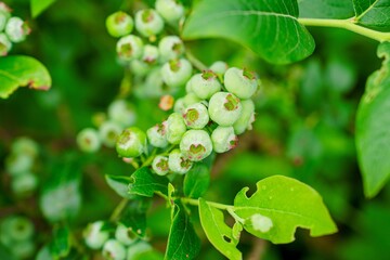 Explore the beauty of nature with this close-up shot of unripe blueberries on a bush. Ideal for...