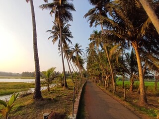 There are coconut trees on both sides of the road, tropical beach with palm trees.