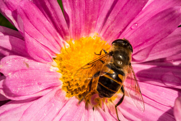 a pink chrysanthemum flower. pollinated by an insect. natural reproduction.