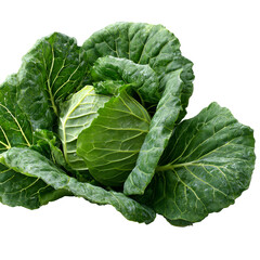Obraz premium Fresh green head of cabbage