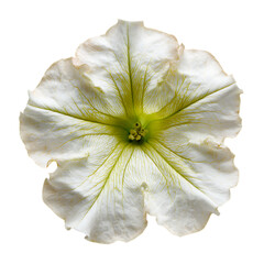 Petunia Blossom png