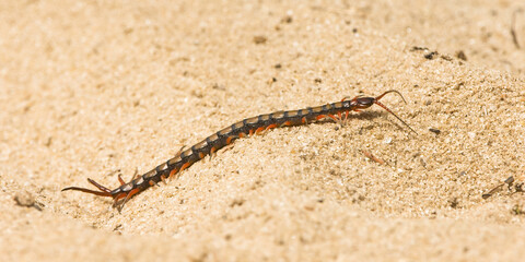Millipede, Madagascar