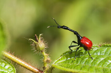 Giraffe-necked weevil (Trachelophorus giraffa), Madagascar