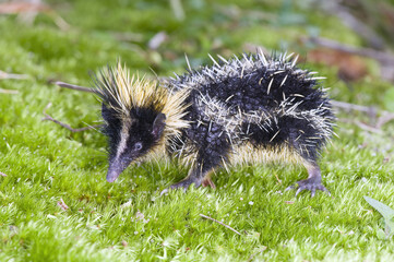 Lowland Streaked Tenrec (Hemicentetes semispinosus), Madagascar