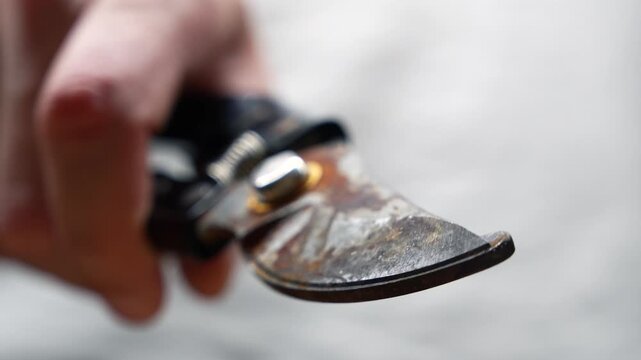An old garden pruner for garden maintenance and landscaping.
A close-up of a farmer holding an old, rusty pruner.
Garden shears for trimming unwanted and diseased branches on trees.