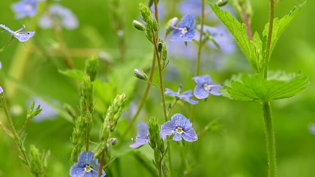 video of blue flowers veronica growing