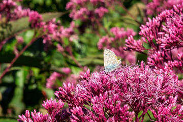 white butterfly on a pink flower. close-up. free space.