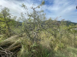 Ballade dans le vercors &agrave; Villard de lans en france