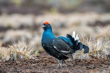 Obraz premium Experience the beauty of a black grouse in its natural habitat. This wildlife photograph highlights the bird s unique charm and behavior, making it ideal for nature enthusiasts.