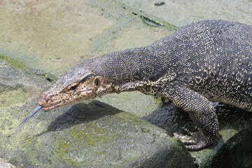 Asian Water Monitor (Varanus salvator) coming out of the water and climbing dock steps, Malacca, Malaysia
