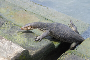 Asian Water Monitor (Varanus salvator) coming out of the water and climbing dock steps, Malacca, Malaysia