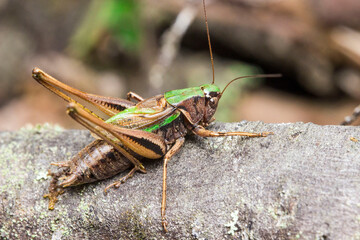Fototapeta premium grasshopper. detailed photo. colorful macro photo of an insect in the wild. screensaver. space for text.