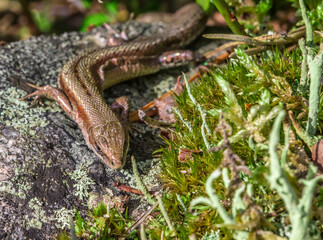 forest lizard close-up. detailed photo. screensaver. colorful macro photo of wildlife. screensaver. space for text.