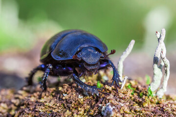 A dung beetle on a light background