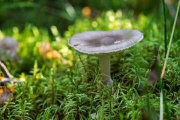 mushroom russula. on a blurred background. colorful macro photography of mushrooms. wildlife. beauty of the wild. close-up. solid background. free space. space for text.