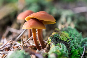poisonous mushrooms galerina. on a blurred background. colorful macro photography of mushrooms. wildlife. beauty of wildlife. close-up. free space. space for text. screensaver.