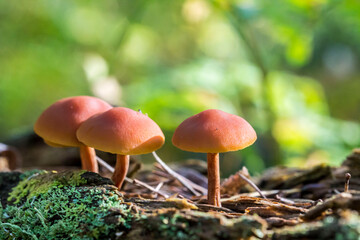 poisonous mushrooms galerina. on a blurred background. colorful macro photography of mushrooms. wildlife. beauty of wildlife. close-up. free space. space for text. screensaver.
