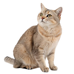 maine coon cat on white background